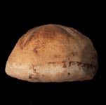 ����� ��-����� <>Pericosmos akabanus